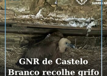 Castelo Branco
