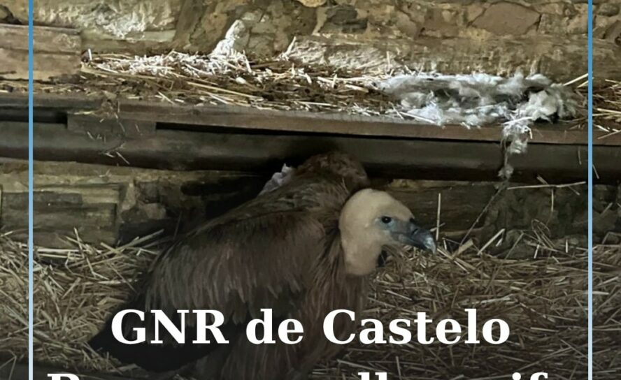 Castelo Branco