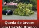 Árvore cai em Castelo Branco devido ao mau tempo