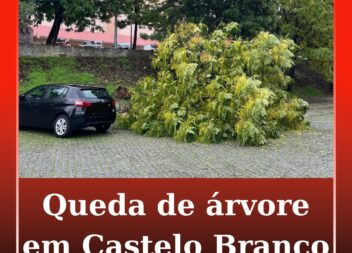 Árvore cai em Castelo Branco devido ao mau tempo