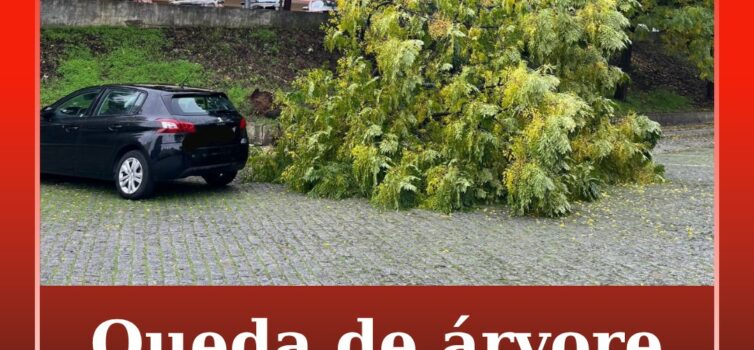 Árvore cai em Castelo Branco devido ao mau tempo