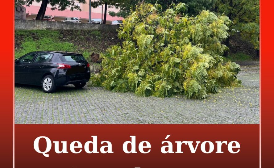 Árvore cai em Castelo Branco devido ao mau tempo