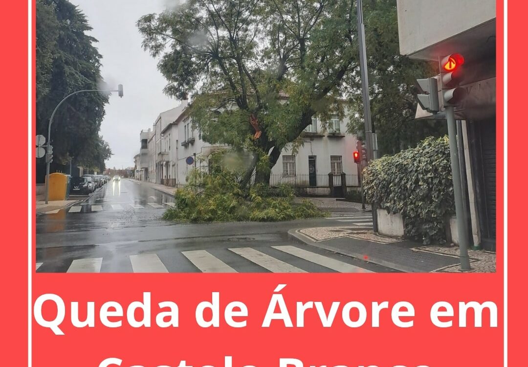 Árvore cai em Castelo Branco devido ao mau tempo