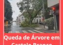 Árvore cai em Castelo Branco devido ao mau tempo