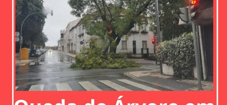 Árvore cai em Castelo Branco devido ao mau tempo
