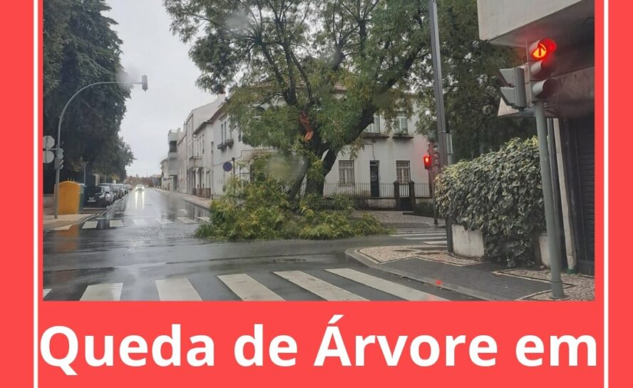 Árvore cai em Castelo Branco devido ao mau tempo