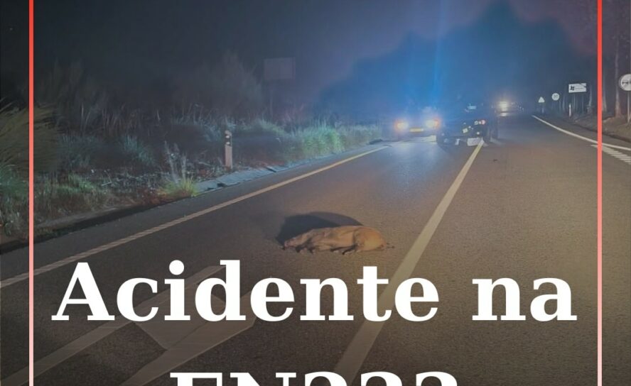 Acidente na EN233