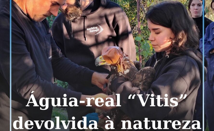 Águia-real “Vitis” devolvida à natureza em Idanha-a-Nova