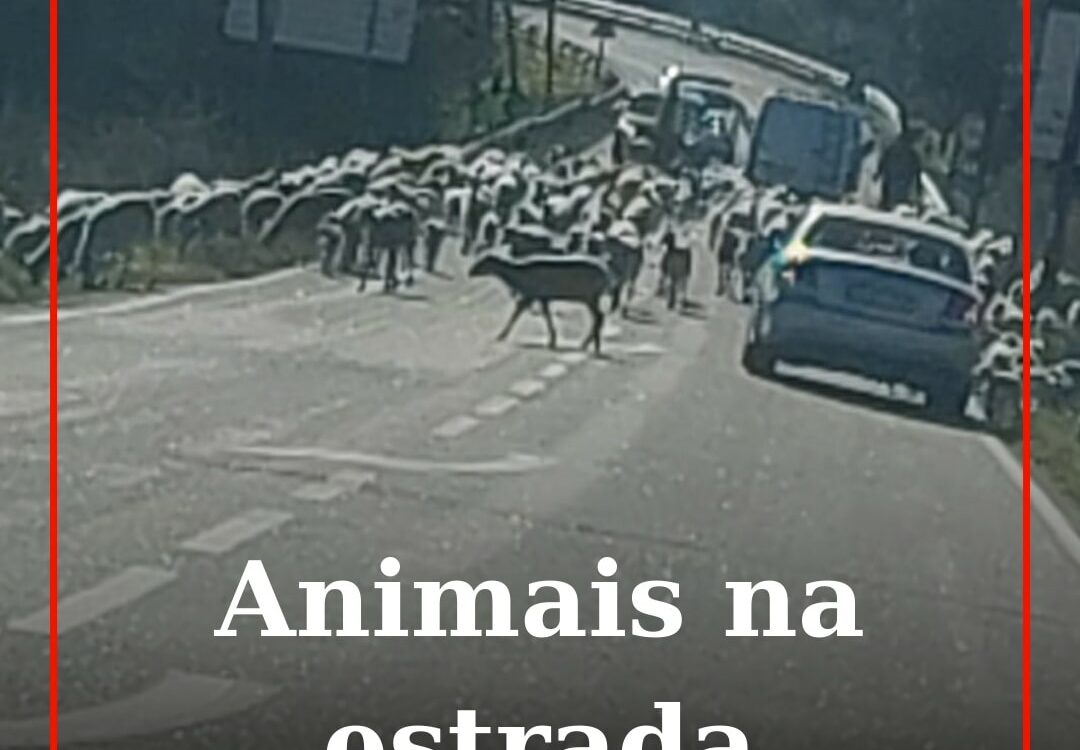 Animais a circular na estrada da Ponte de São Gens.
