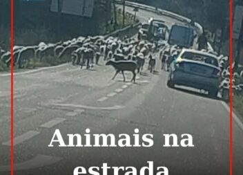 Animais a circular na estrada da Ponte de São Gens.