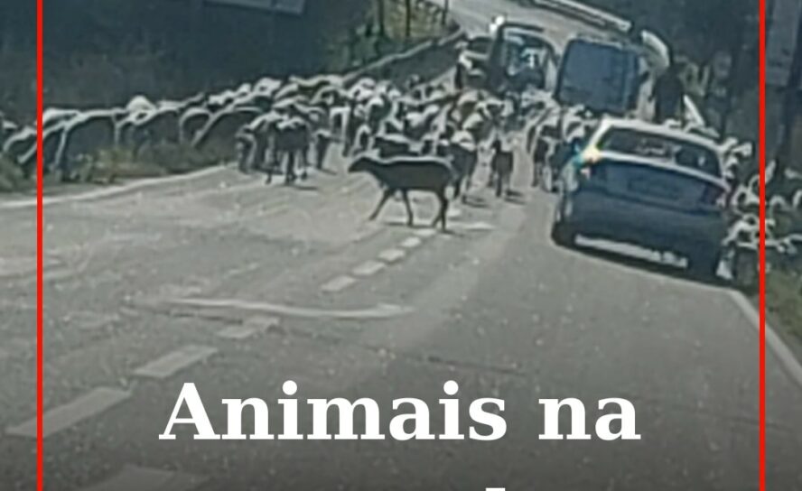Animais a circular na estrada da Ponte de São Gens.
