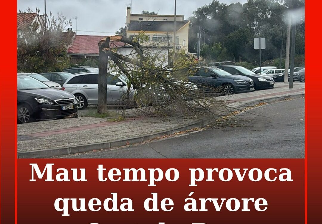 Árvore cai em Castelo Branco devido ao mau tempo