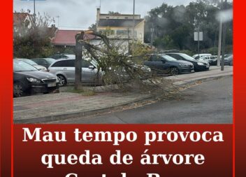 Árvore cai em Castelo Branco devido ao mau tempo