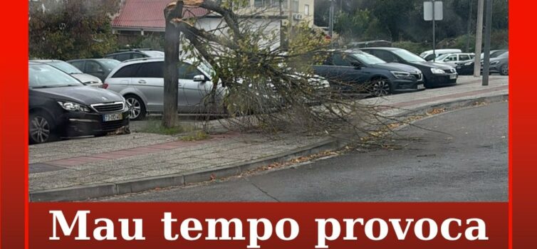Árvore cai em Castelo Branco devido ao mau tempo