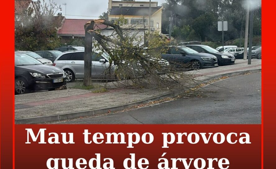 Árvore cai em Castelo Branco devido ao mau tempo