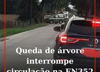 Árvore cai em Póvoa de Rio de Moinhos