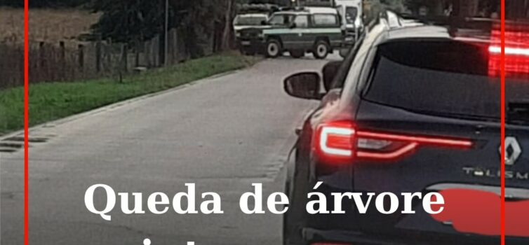 Árvore cai em Póvoa de Rio de Moinhos