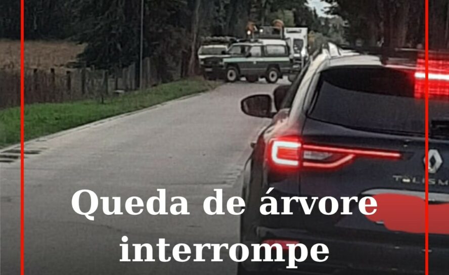 Árvore cai em Póvoa de Rio de Moinhos