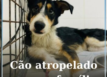 Associação ARCA procura família para cão atropelado e em recuperação