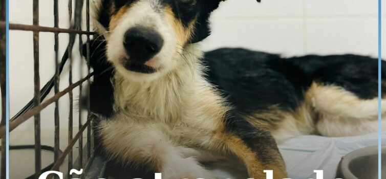 Associação ARCA procura família para cão atropelado e em recuperação