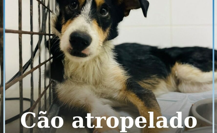 Associação ARCA procura família para cão atropelado e em recuperação