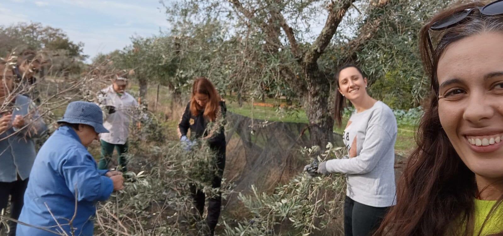 Associação de Apoio à Criança de Castelo Branco realiza apanha da azeitona