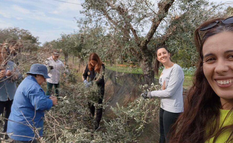 Associação de Apoio à Criança de Castelo Branco realiza apanha da azeitona