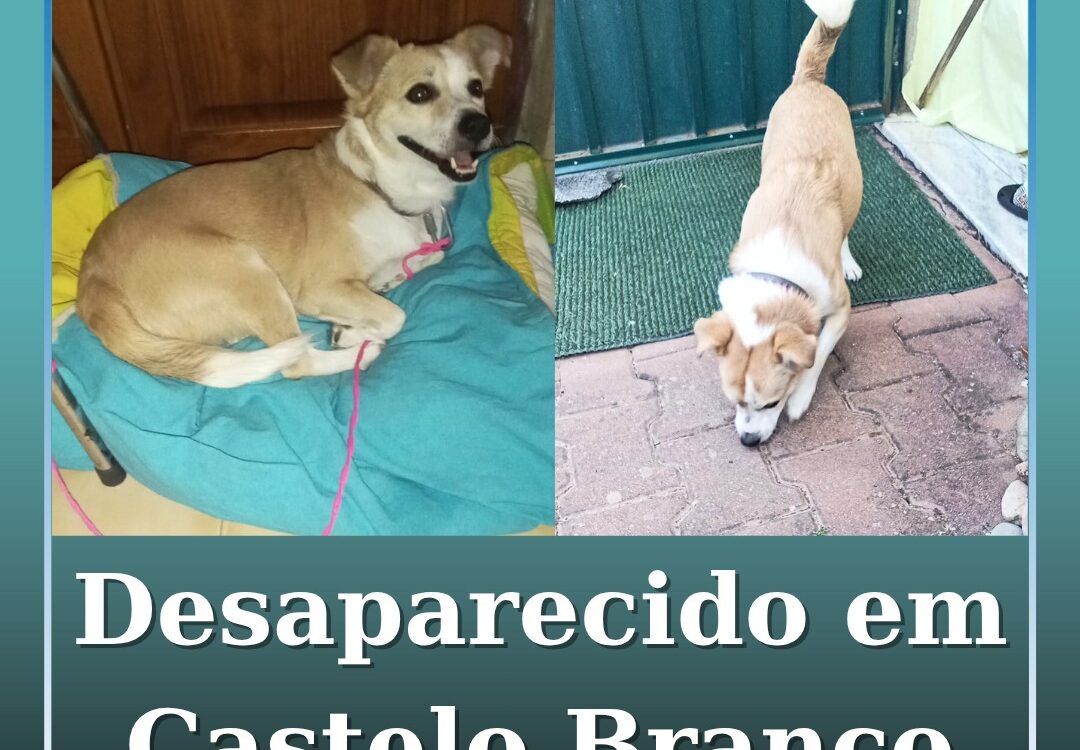 Desaparecido em Castelo Branco