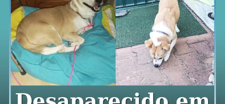 Desaparecido em Castelo Branco