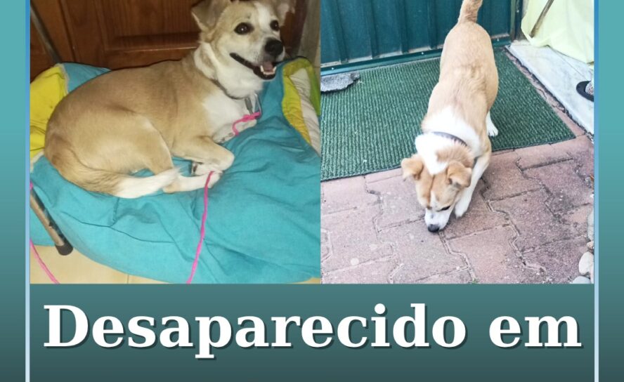 Desaparecido em Castelo Branco