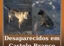 Desaparecidos em Castelo Branco