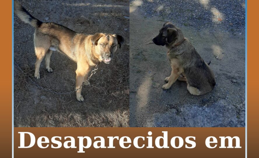 Desaparecidos em Castelo Branco