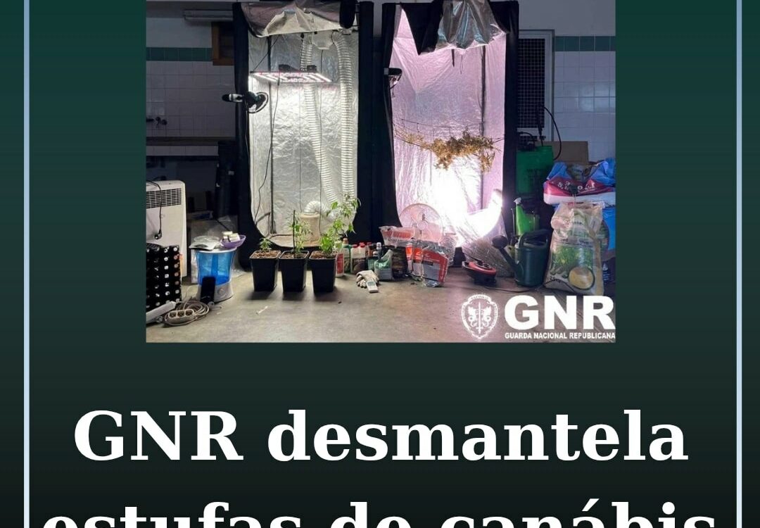 Desmanteladas duas estufas de canábis na Covilhã