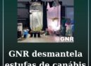Desmanteladas duas estufas de canábis na Covilhã