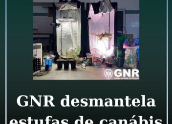 Desmanteladas duas estufas de canábis na Covilhã