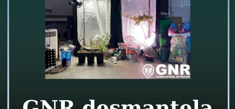 Desmanteladas duas estufas de canábis na Covilhã