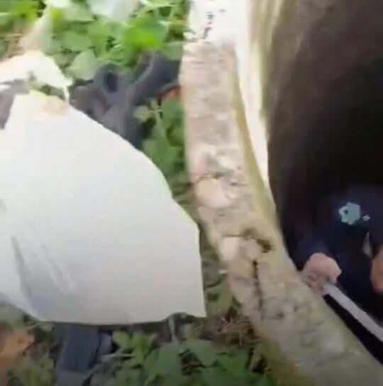 Detido por maus-tratos a animais. Atirou cachorros para dentro de poço