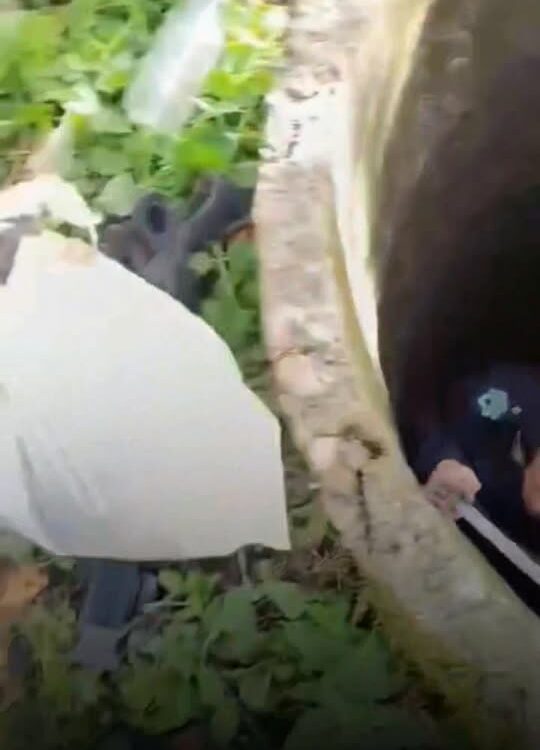 Detido por maus-tratos a animais. Atirou cachorros para dentro de poço