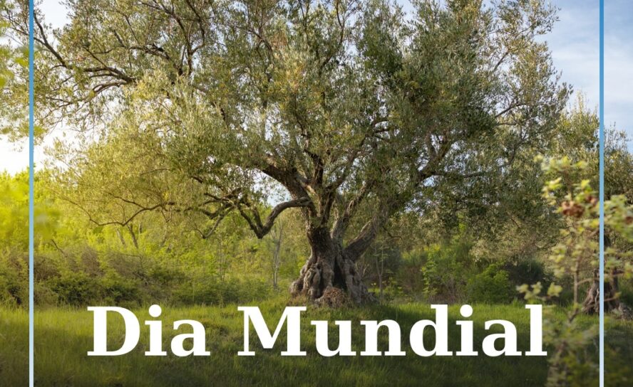 Dia Mundial da Oliveira