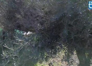 ESTA TERRA | ESTA GENTE