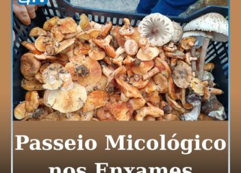 Enxames proporcionou Passeio Micológico