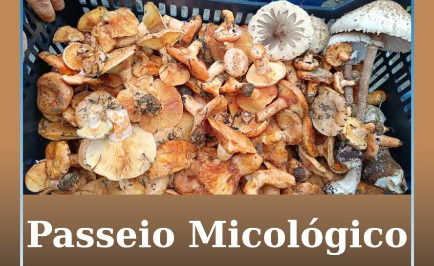 Enxames proporcionou Passeio Micológico