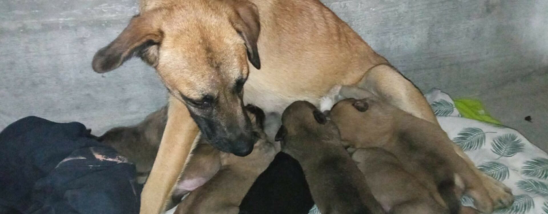 História com final feliz: cadela e ninhada resgatadas após três dias de operação