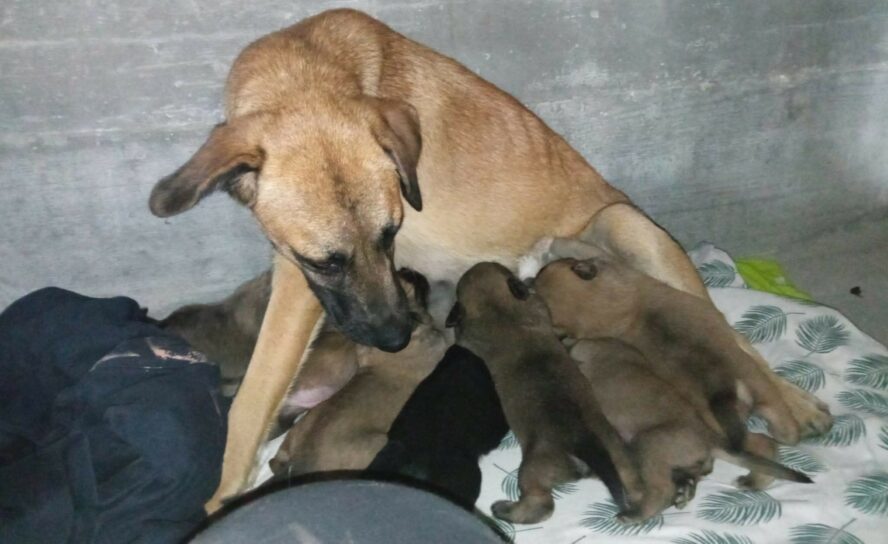 História com final feliz: cadela e ninhada resgatadas após três dias de operação