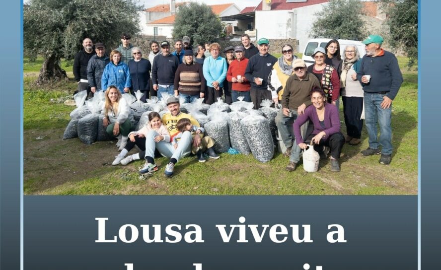 Lousa vive manhã comunitária de colheita de azeitona