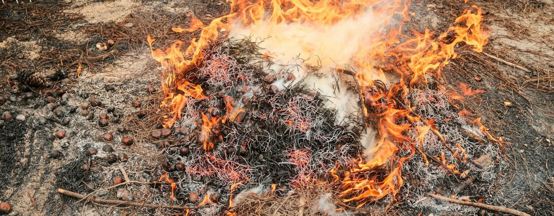 Magusto de São Martinho junta gerações em Proença-a-Nova