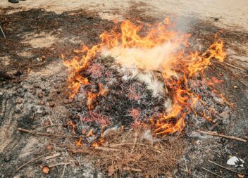 Magusto de São Martinho junta gerações em Proença-a-Nova
