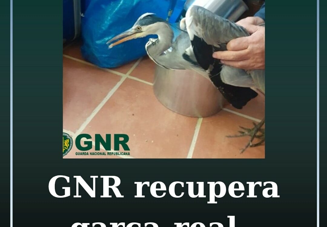 O Comando Territorial de Castelo Branco, através do Serviço de Proteção e do Amb