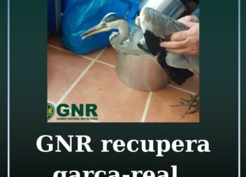 O Comando Territorial de Castelo Branco, através do Serviço de Proteção e do Amb