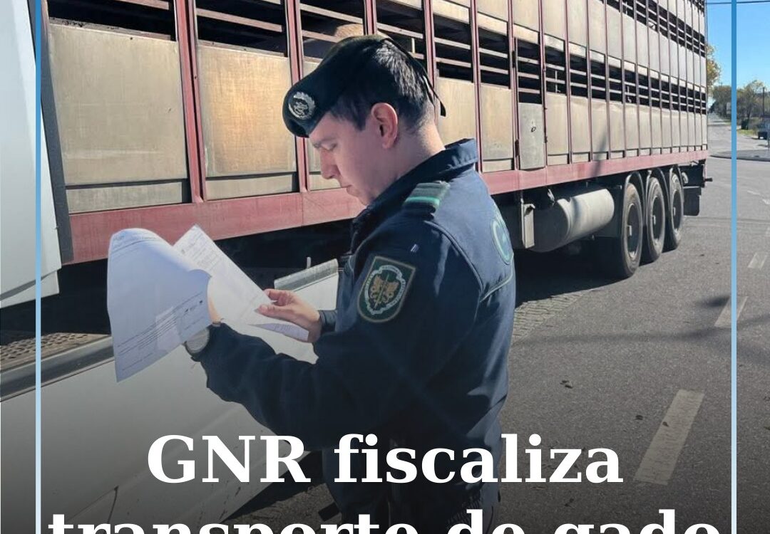 SEPNA fiscaliza transporte de gado em Castelo Branco